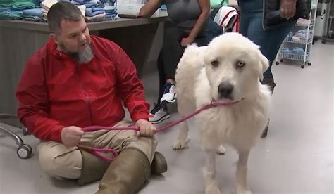 Great Pyrenees who fended off pack of coyotes in Georgia nominated for Farm Dog of the Year